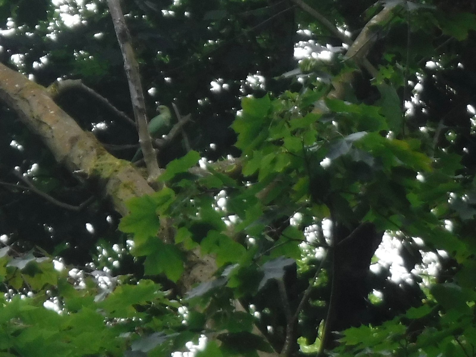 Ring-Necked Parakeet photographed by Jess