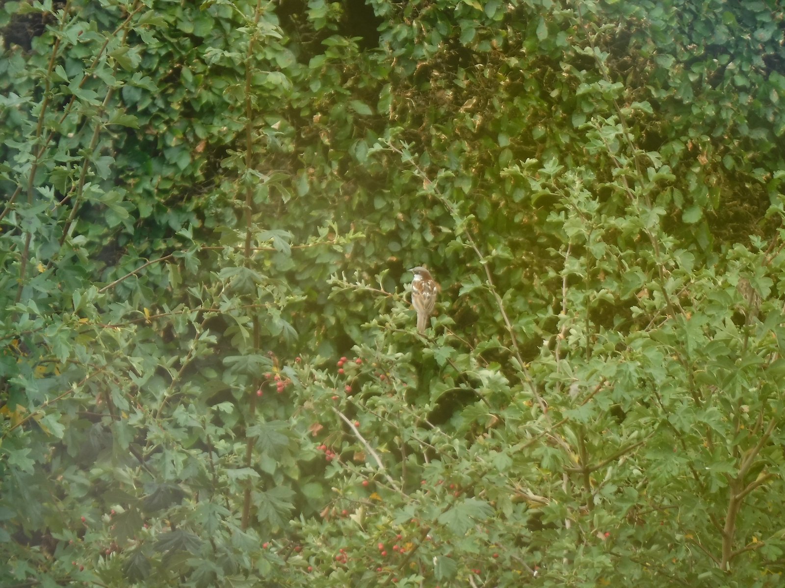House Sparrow photographed by Jess