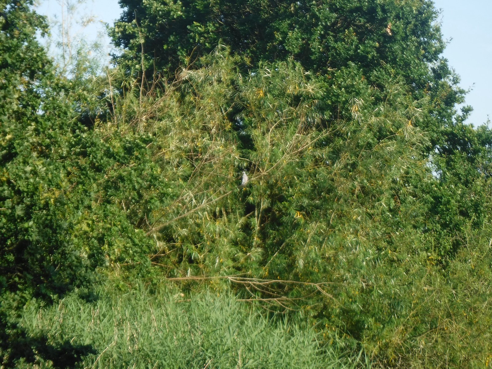 Common Wood Pigeon photographed by Jess