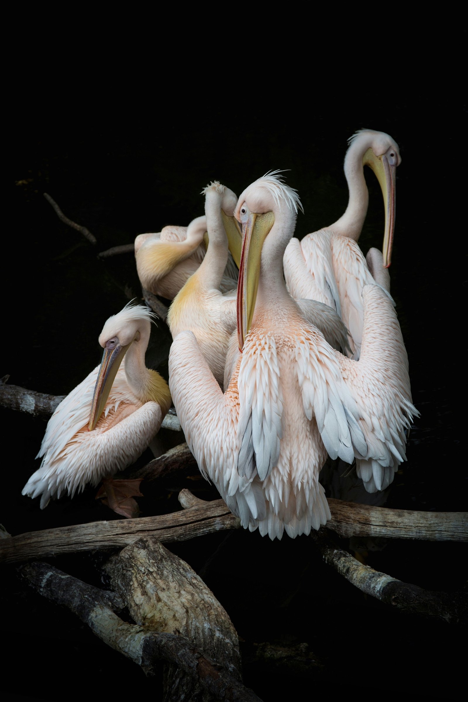 American White Pelican photographed by Hassan