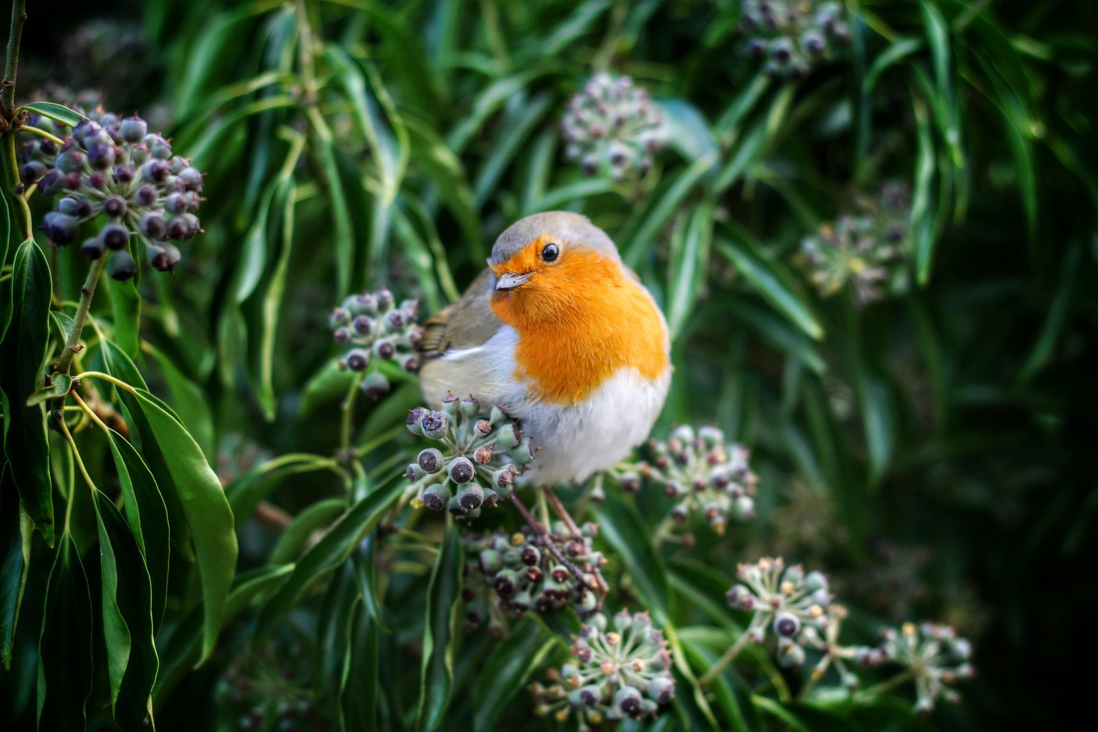 European Robin photographed by Hassan