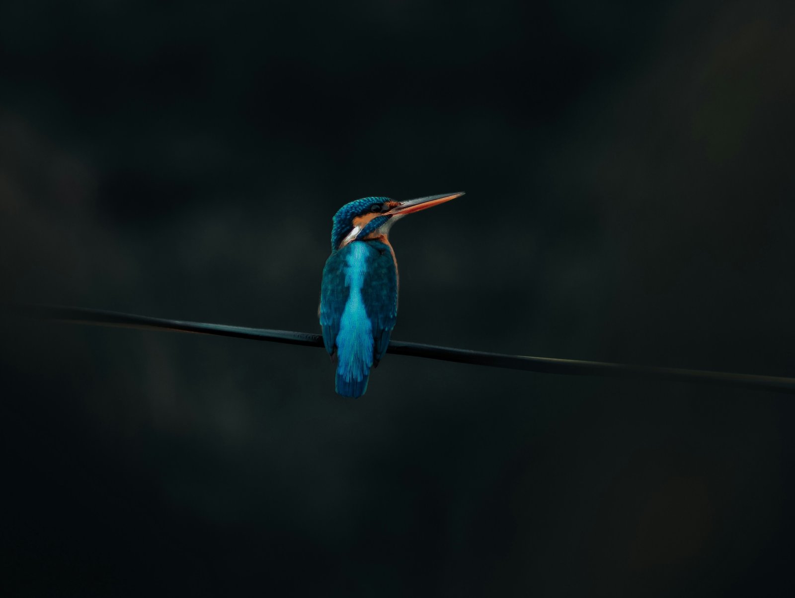 Common Kingfisher photographed by Hassan