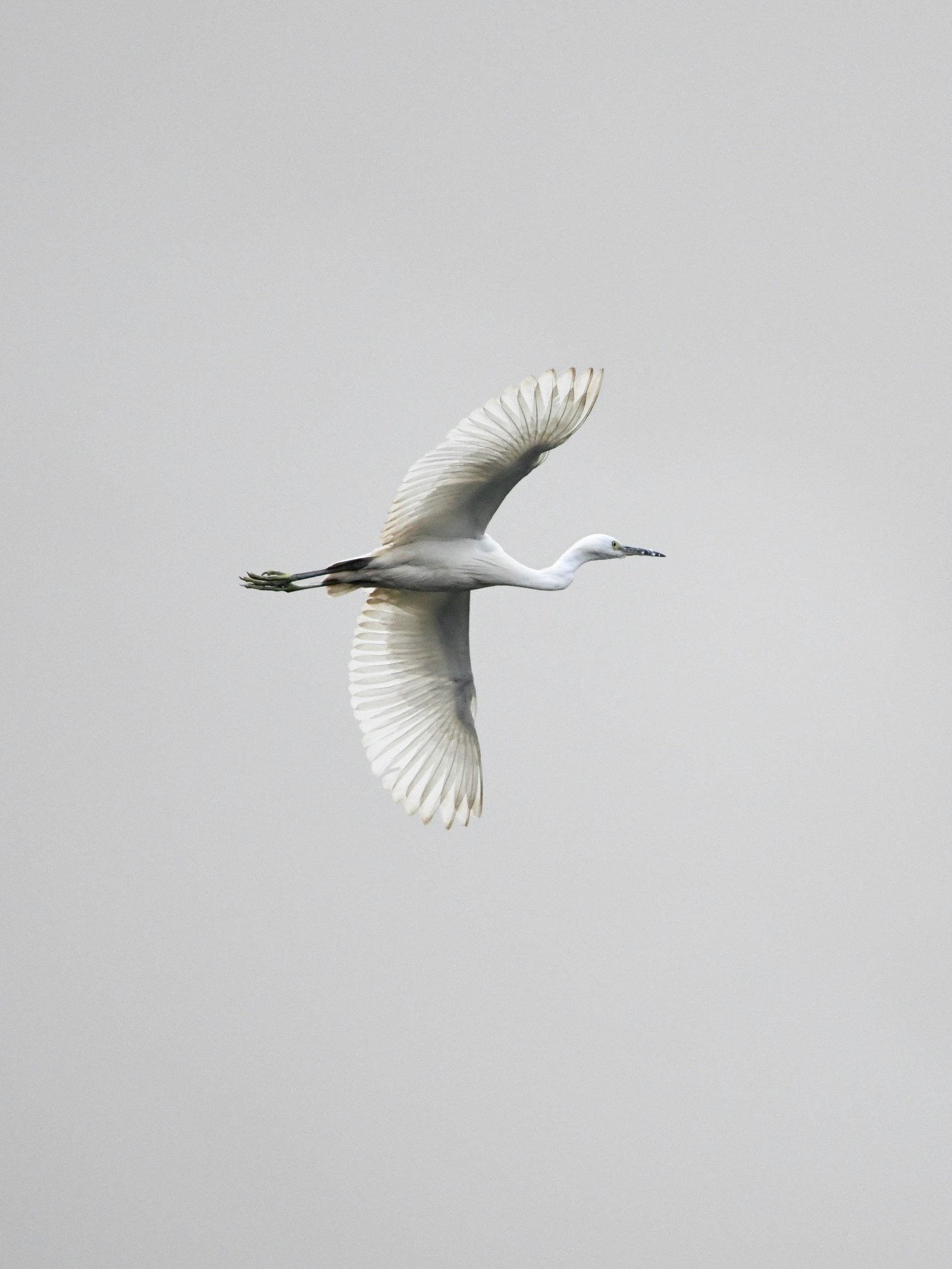 Snowy Egret photographed by Hassan
