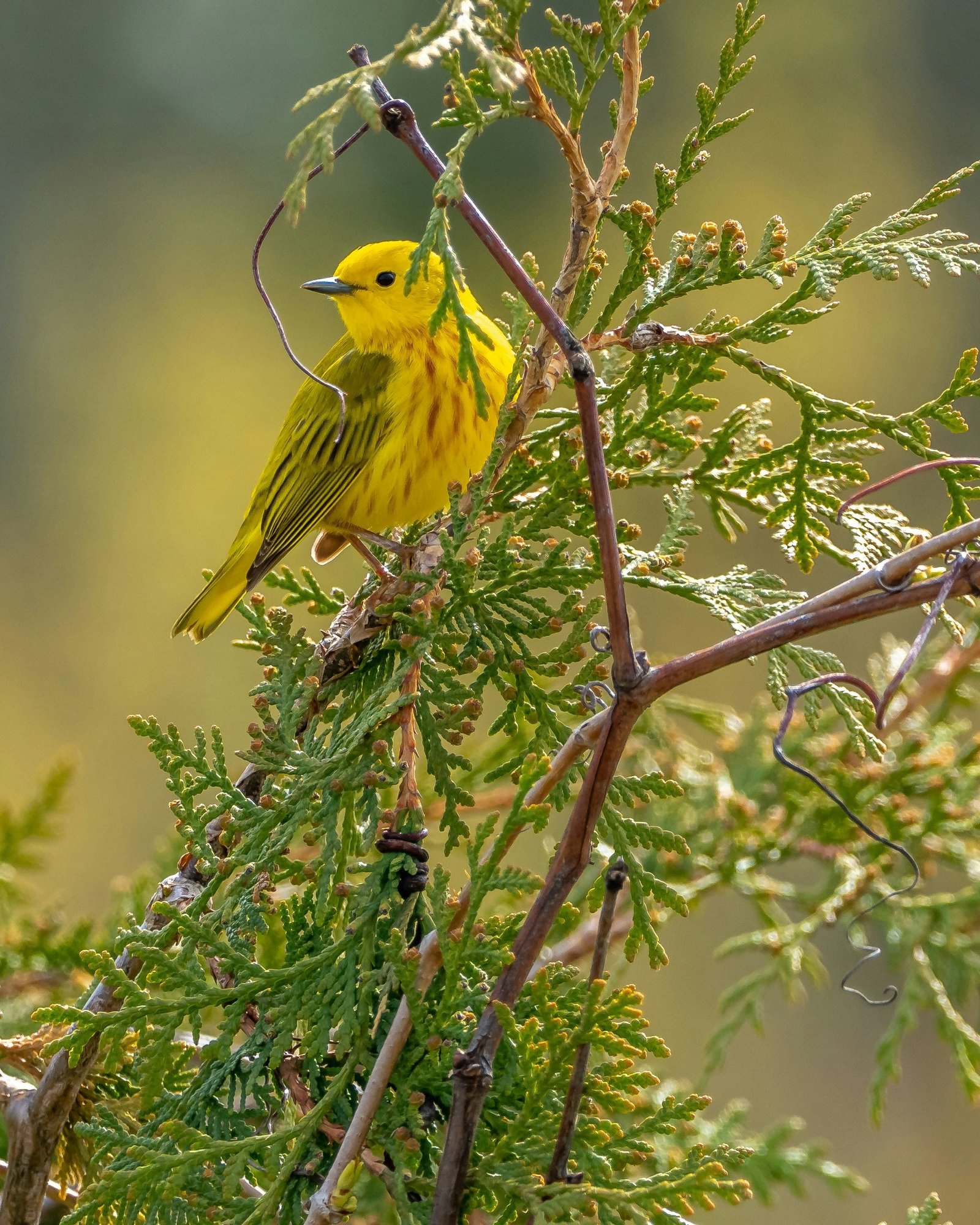 Mangrove Warbler photographed by Hassan