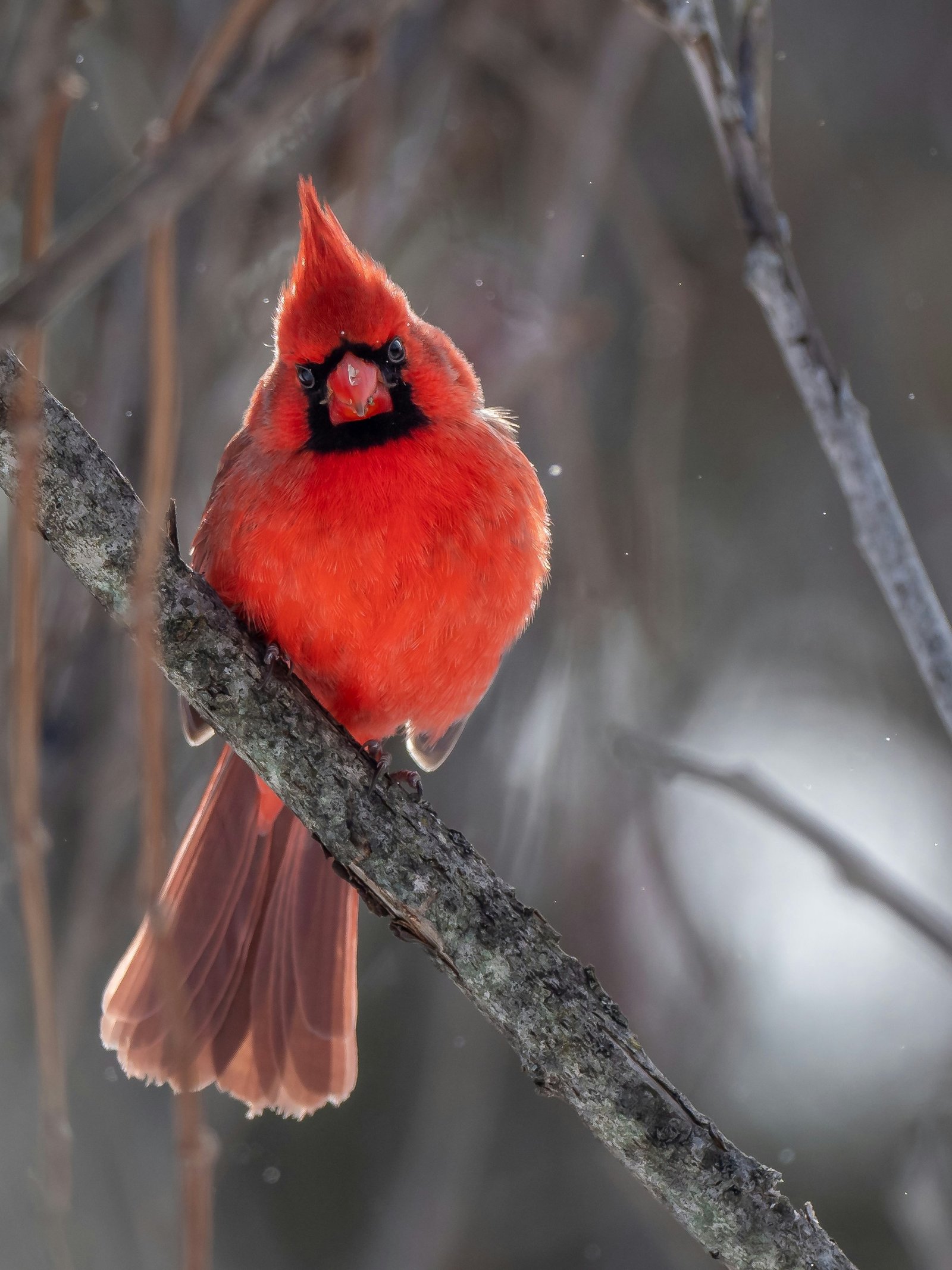 Northern Cardinal photographed by Hassan