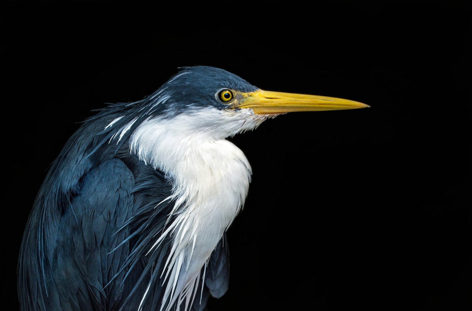 Grey Heron photographed by Hassan