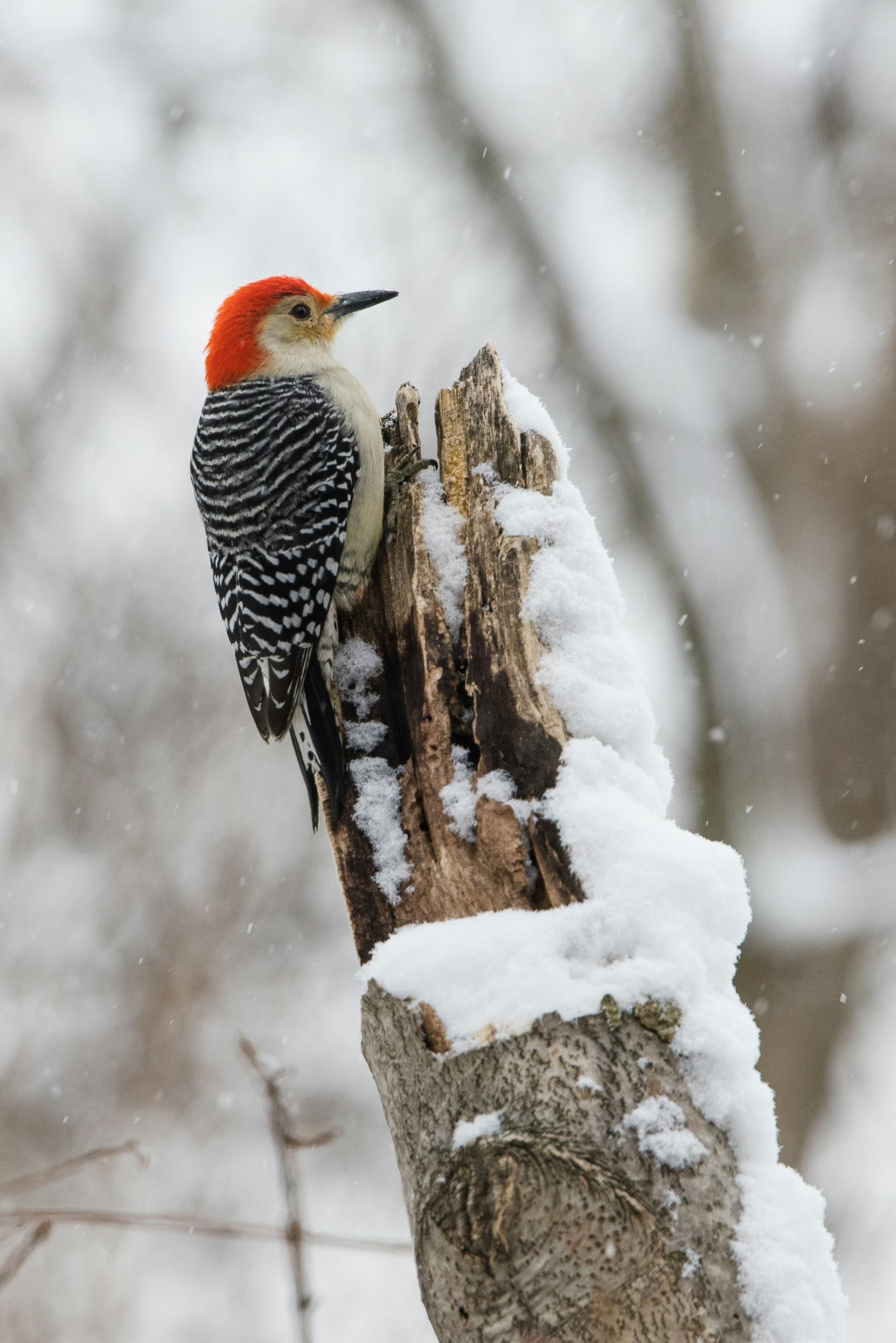 Red-bellied Woodpecker photographed by Hassan