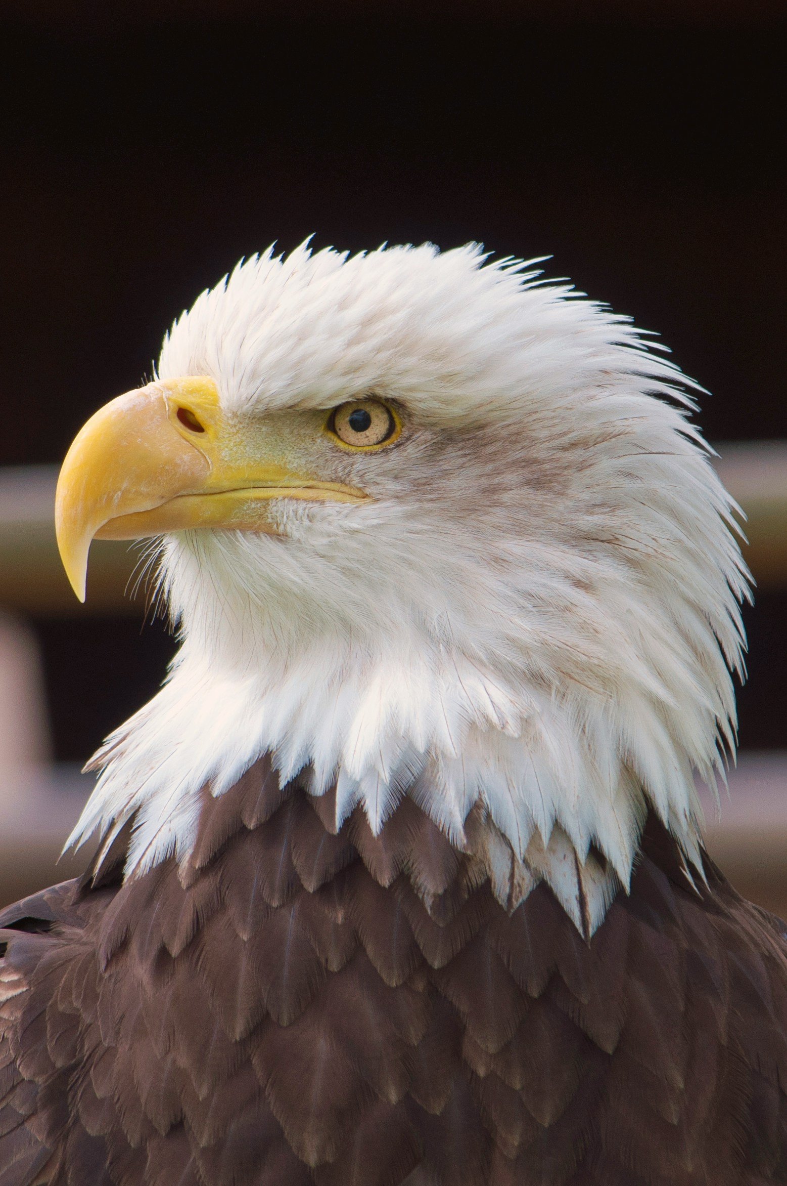 Bald Eagle photographed by Carol Sterns
