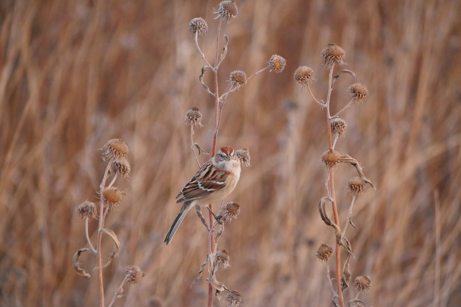 Field Sparrow photographed by Carol Sterns