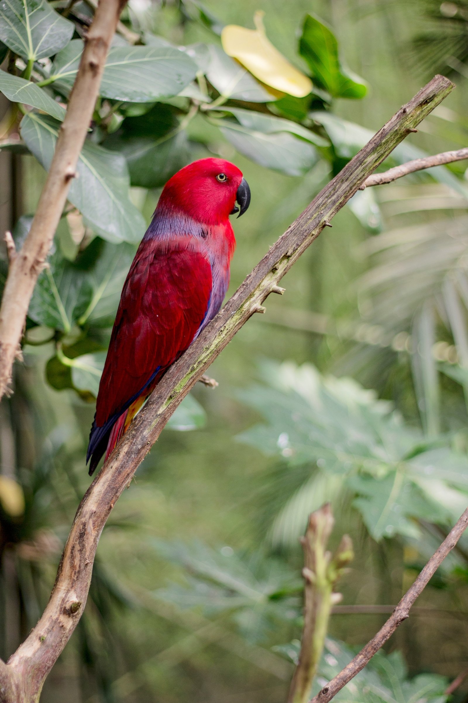 Eclectus Parrot photographed by Carol Sterns