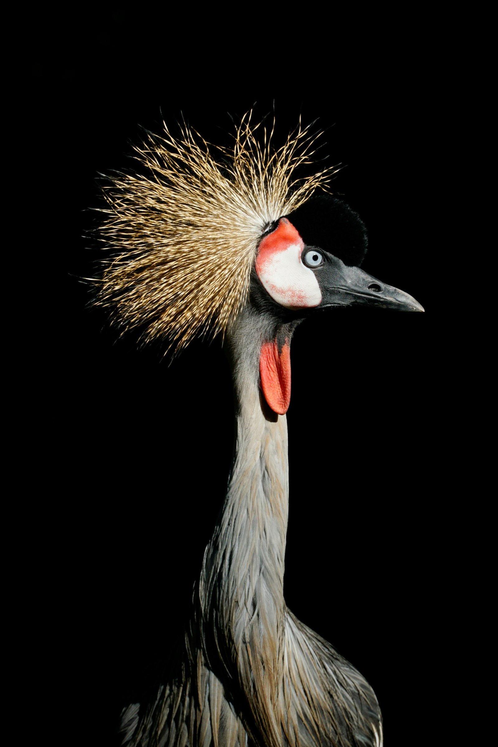 Sandhill Crane photographed by Carol Sterns