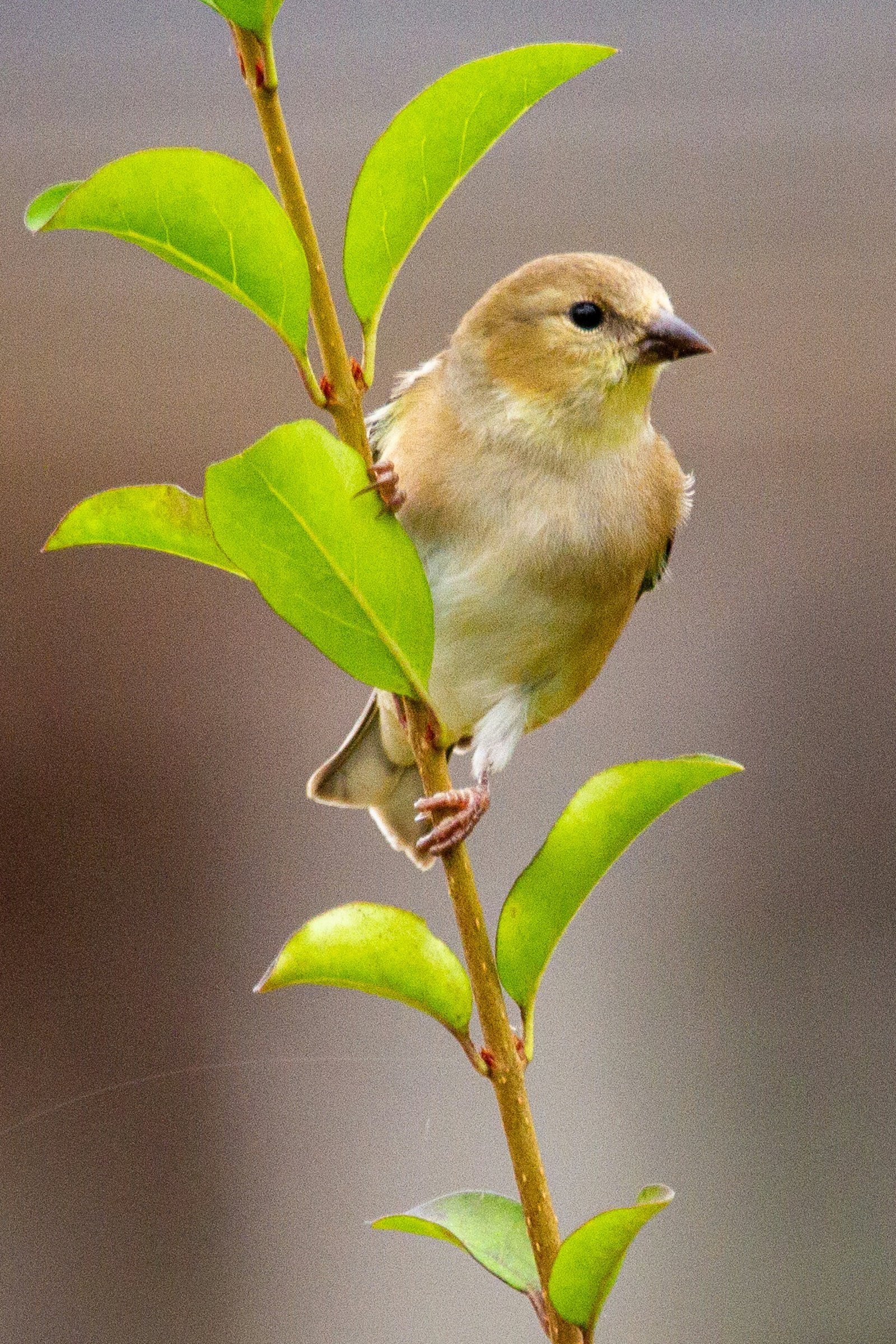 American Goldfinch photographed by Carol Sterns