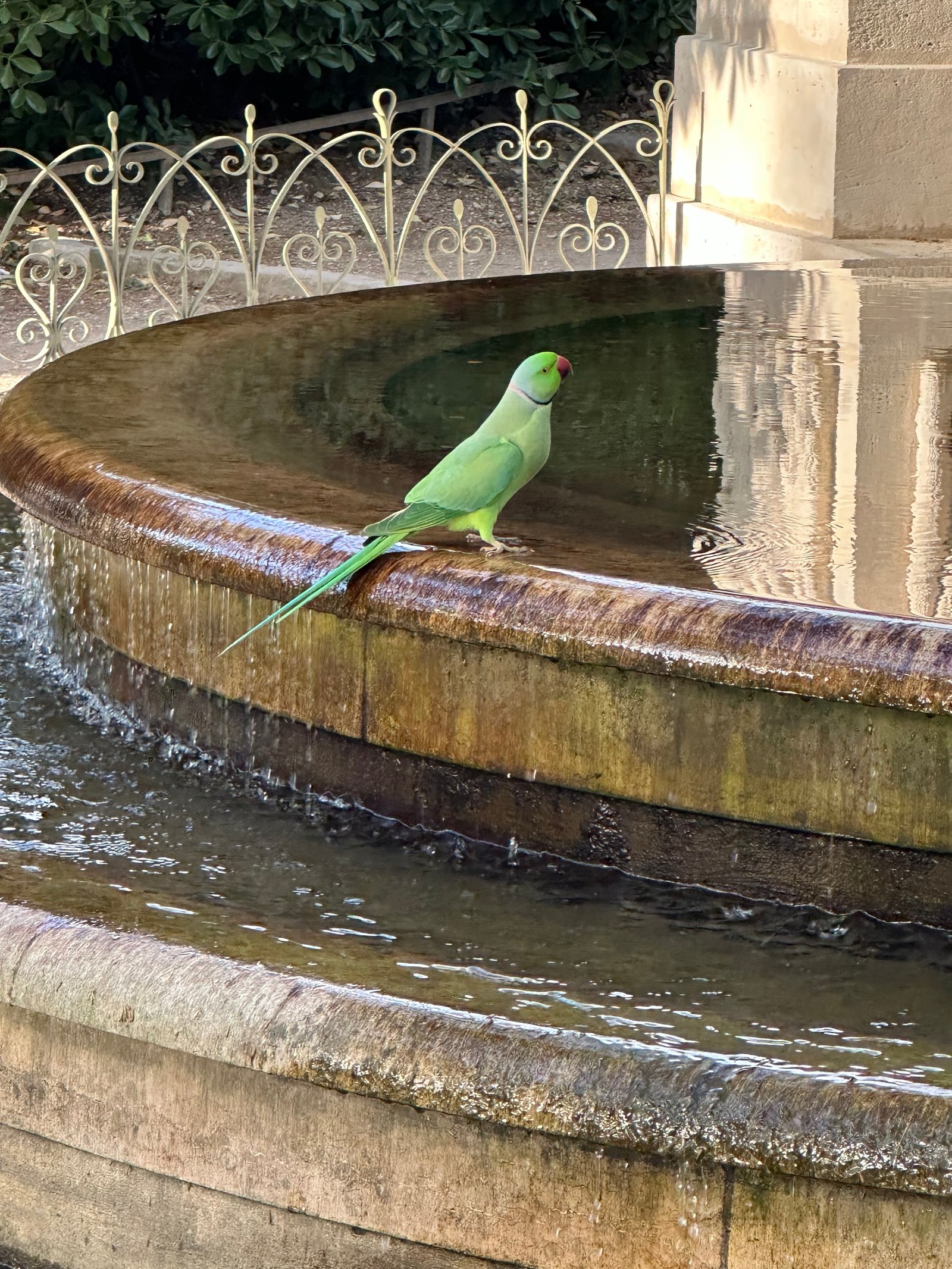 Rose-ringed Parakeet photographed by Michele