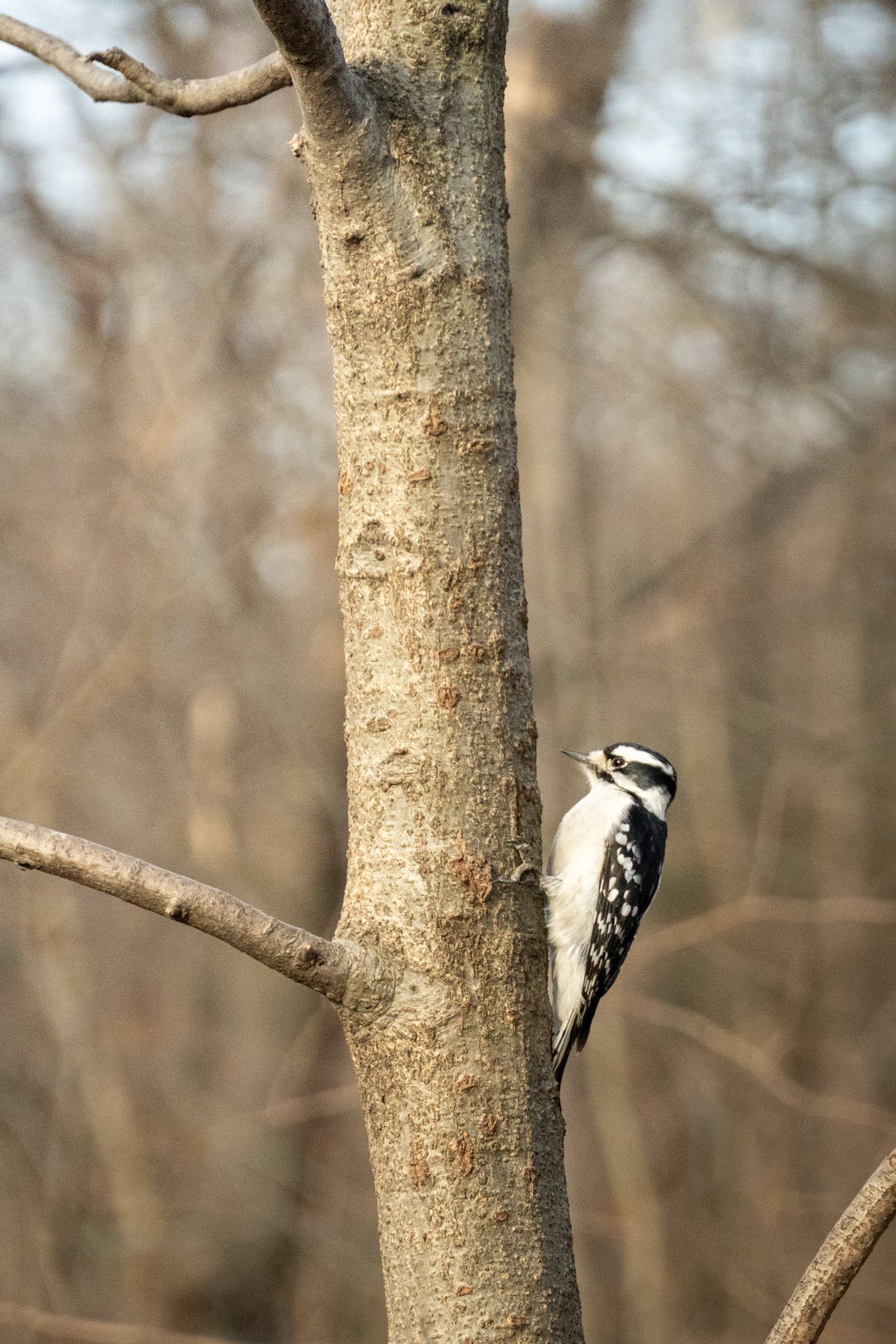 Downy Woodpecker photographed by Henry Haas