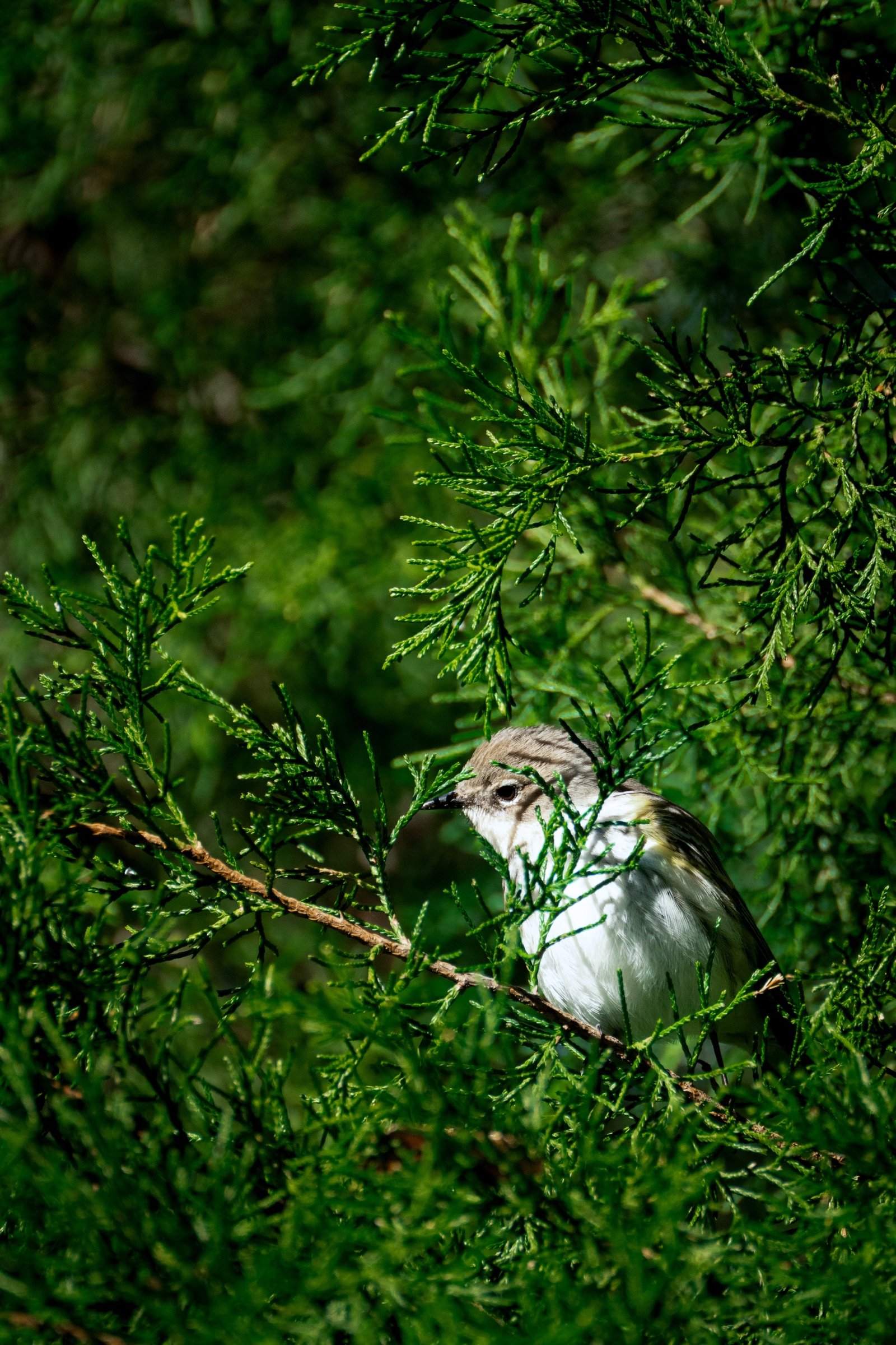 Yellow-rumped Warbler photographed by Henry Haas