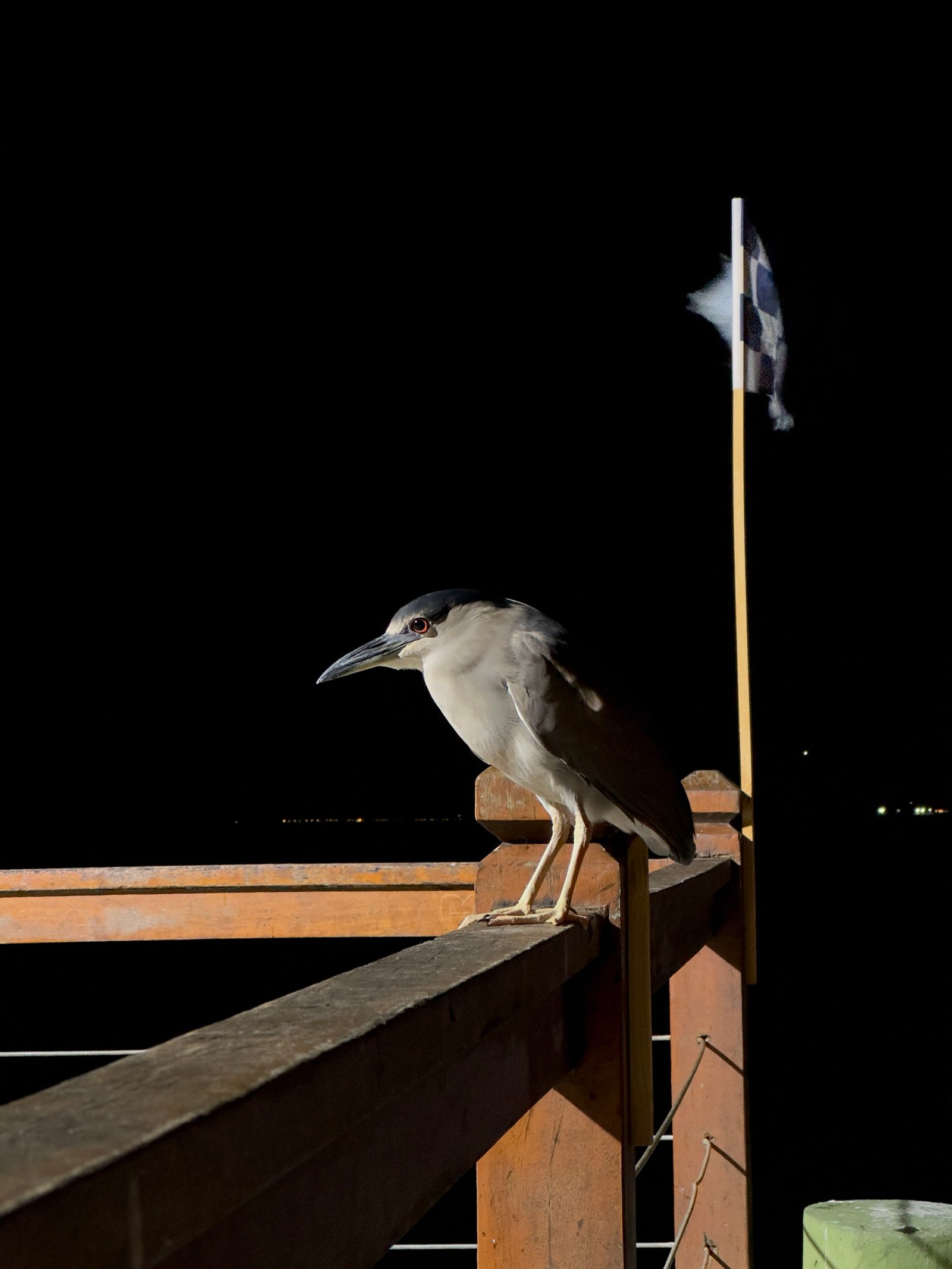 Black-crowned Night Heron photographed by Henry Haas