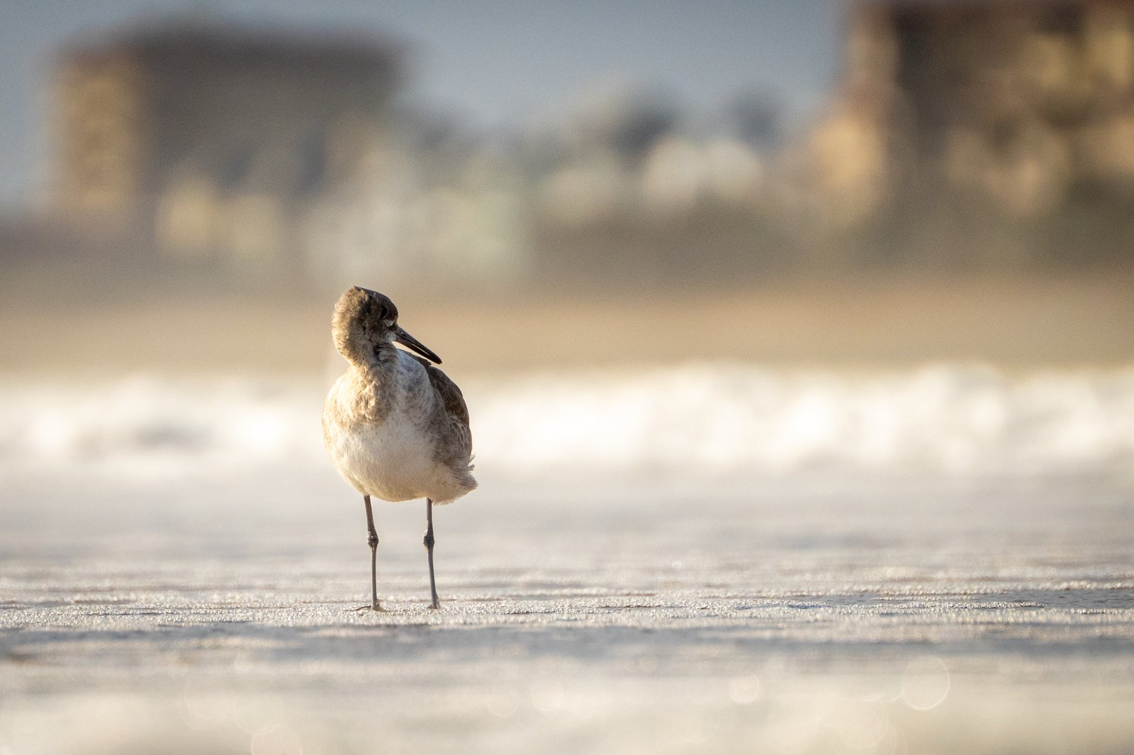Willet photographed by Henry Haas