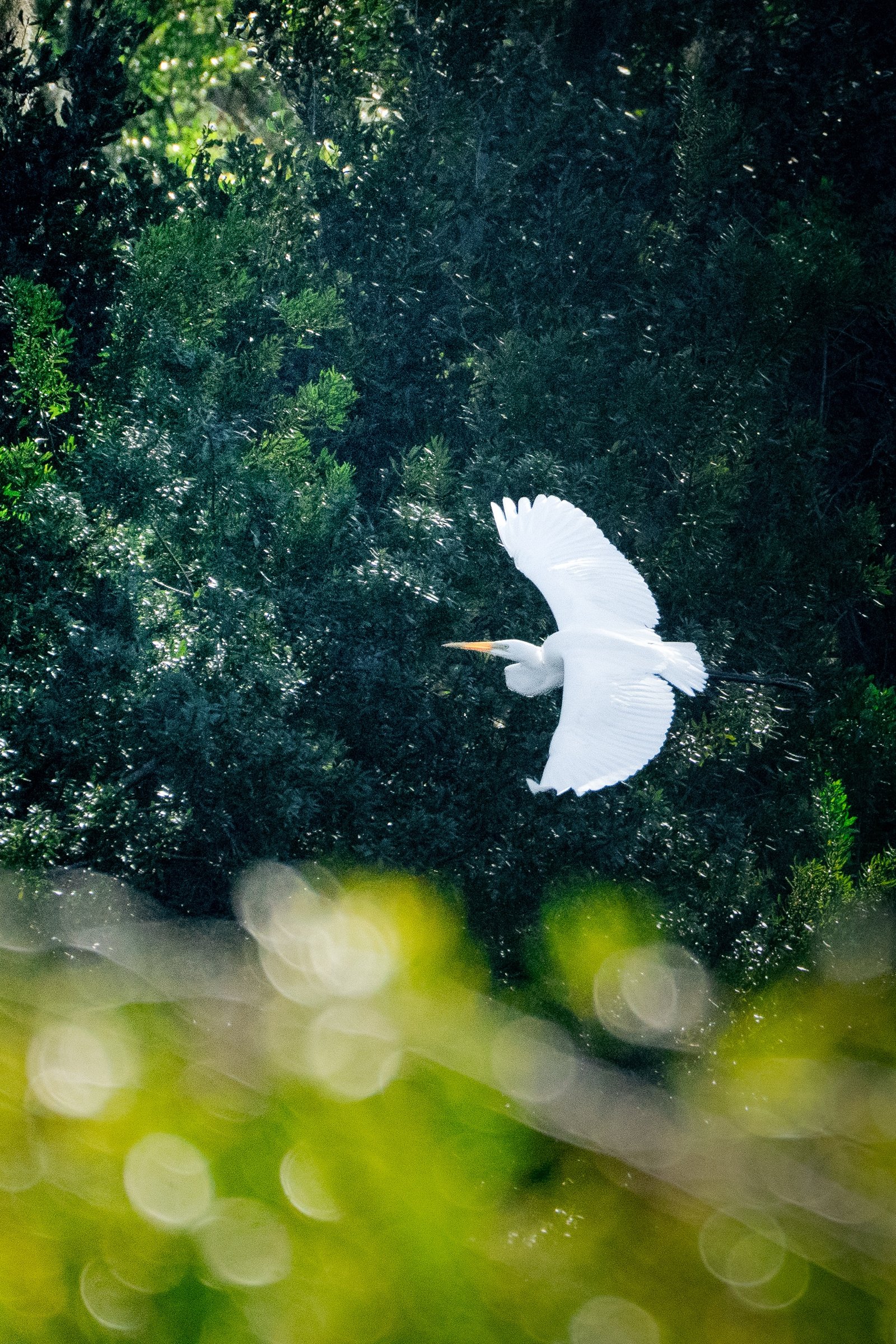 Great Egret photographed by Henry Haas