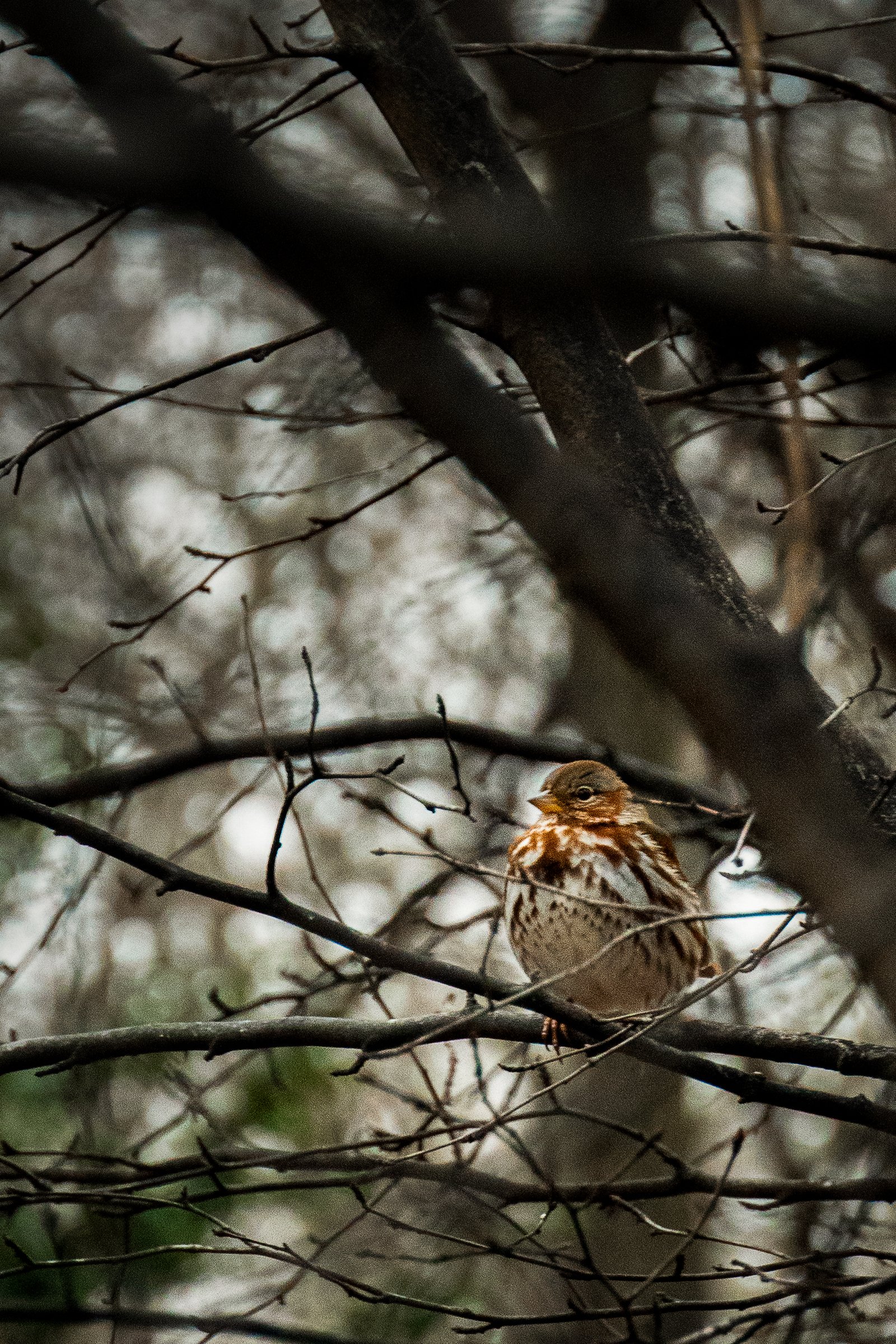 Fox Sparrow photographed by Henry Haas