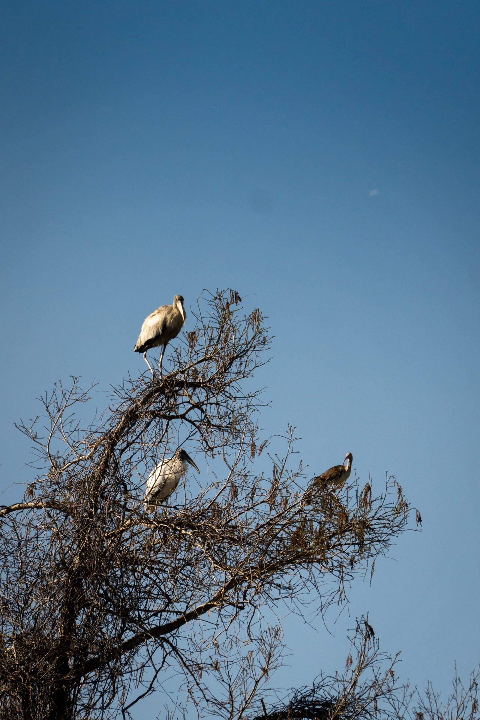 Wood Stork photographed by Henry Haas