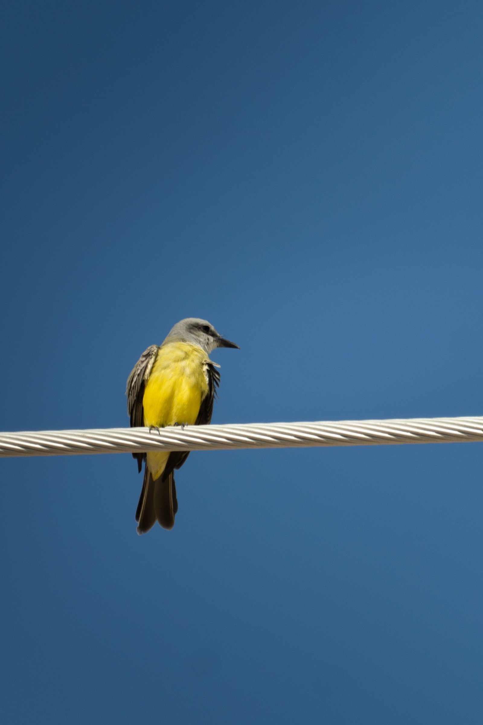 Tropical Kingbird photographed by Henry Haas