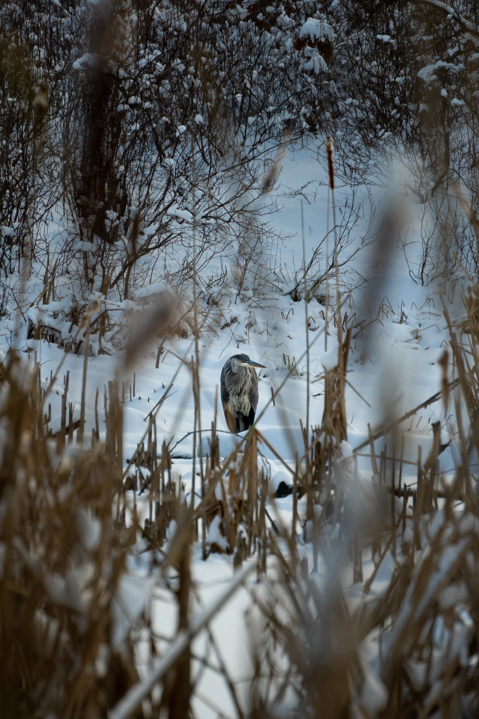 Great Blue Heron photographed by Henry Haas