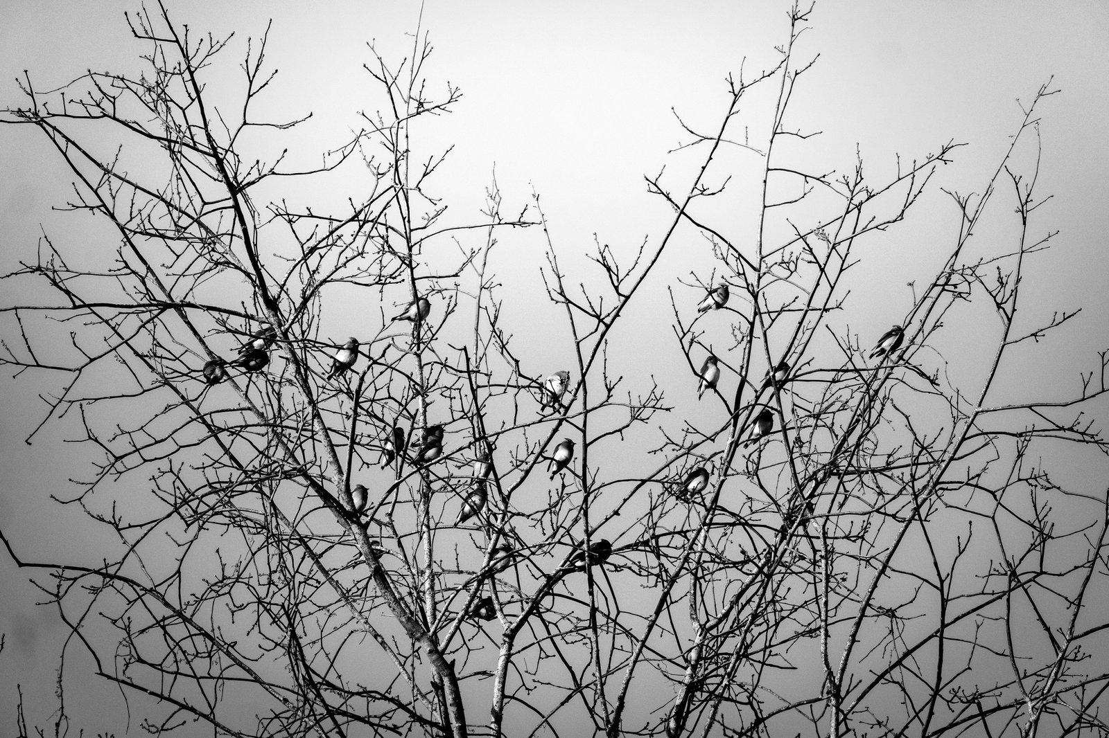 Cedar Waxwing photographed by Henry Haas