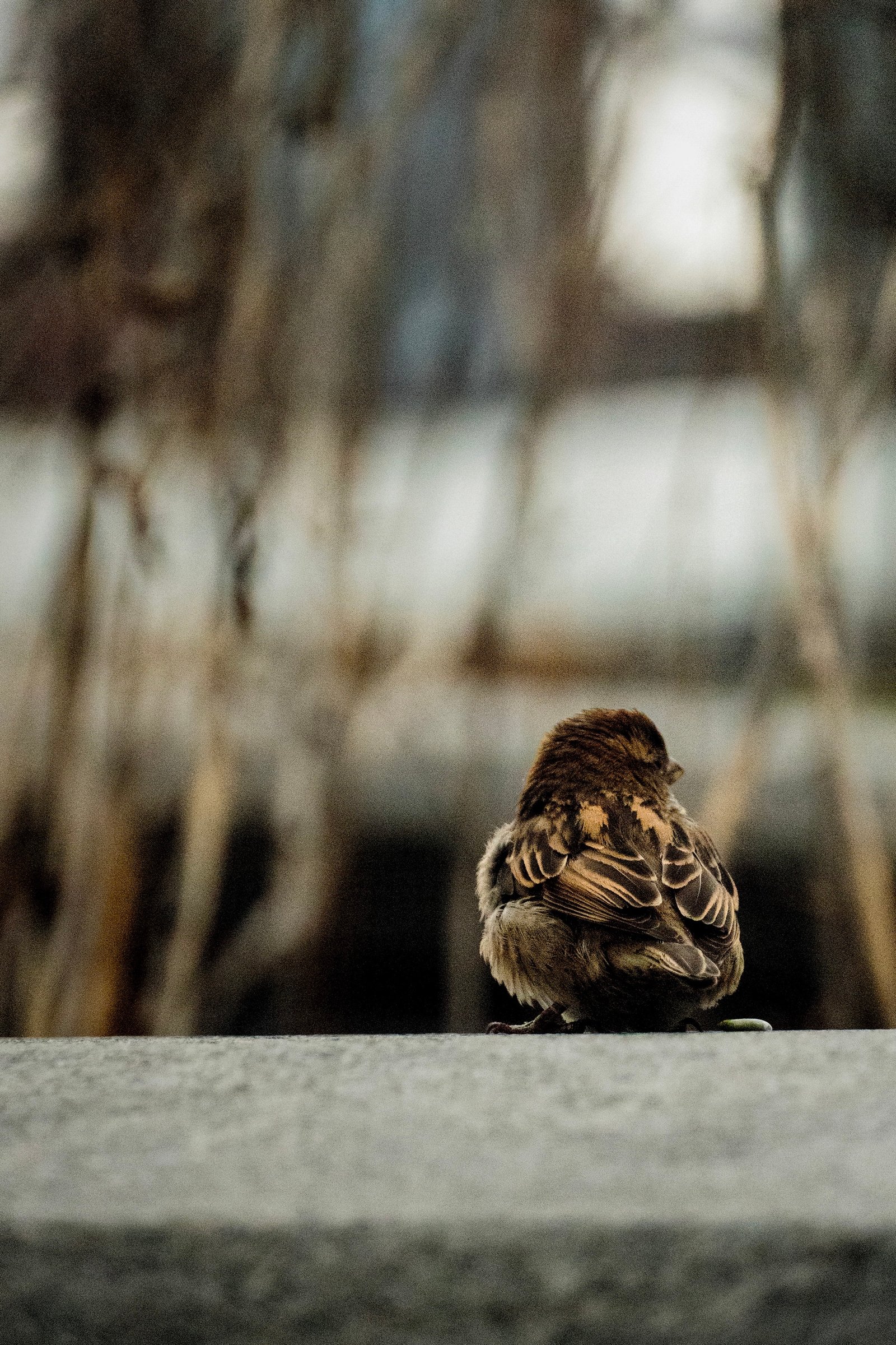 House Sparrow photographed by Henry Haas