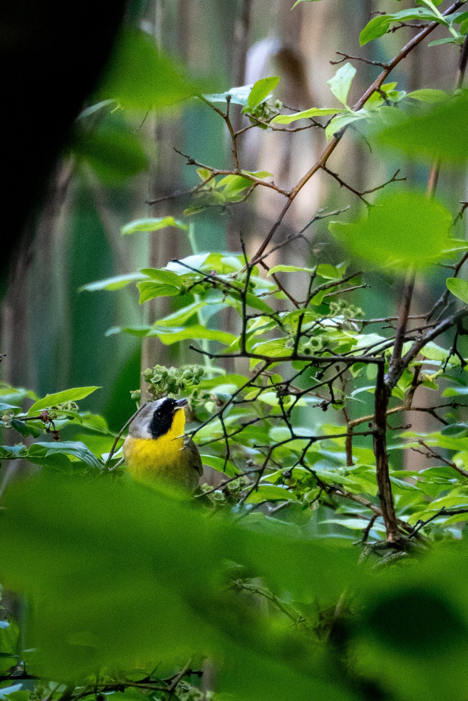 Common Yellowthroat photographed by Henry Haas