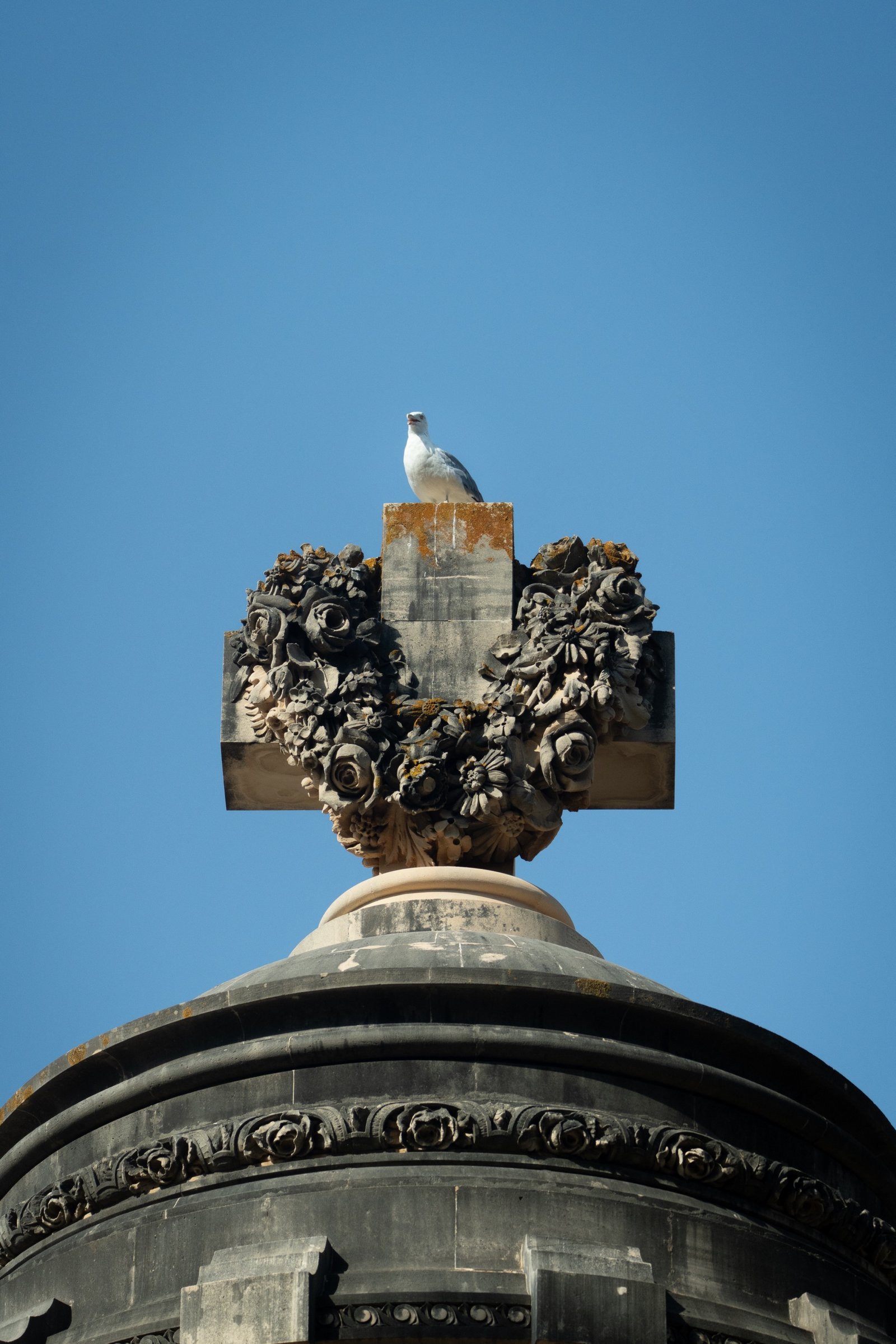 Ring-billed Gull photographed by Henry Haas