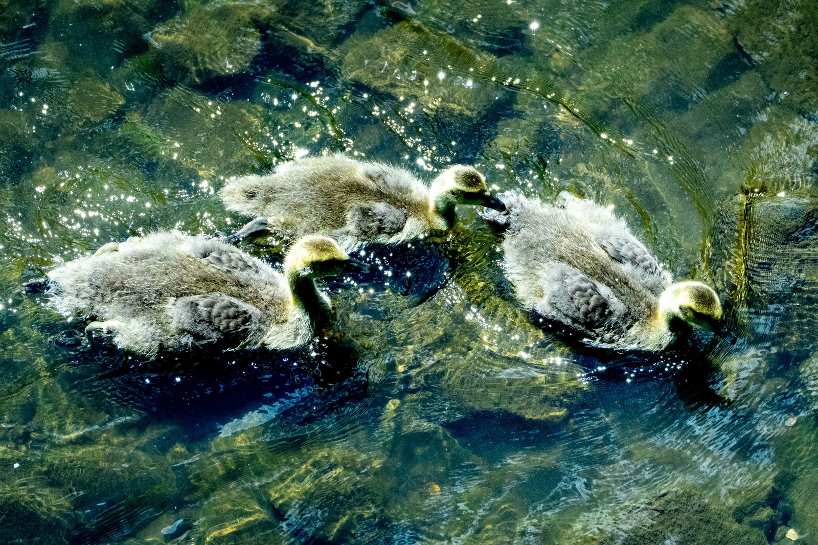 Canada Goose photographed by Henry Haas