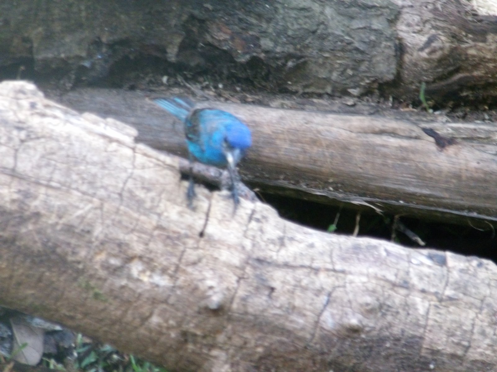 Indigo Bunting photographed by Mark Curtis