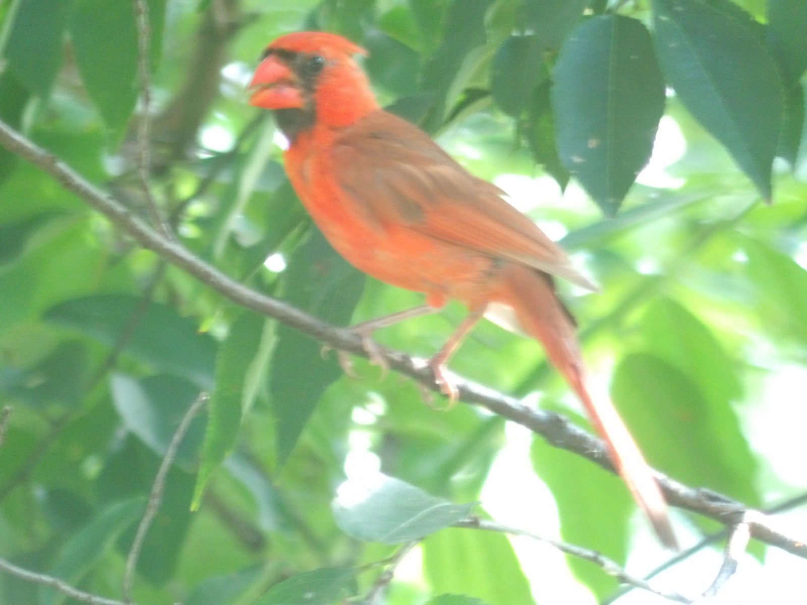 Northern Cardinal photographed by Mark Curtis