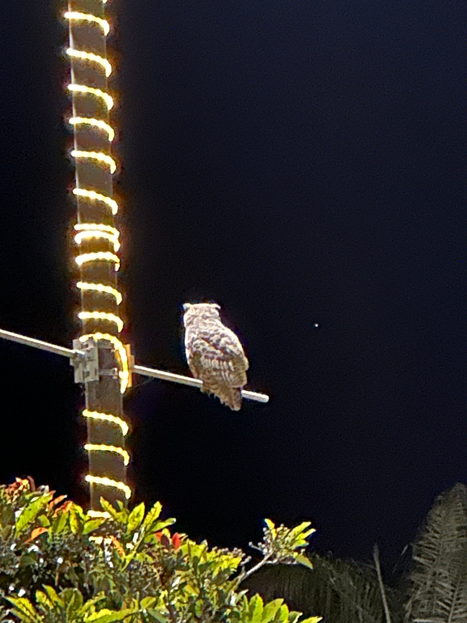 Great Horned Owl photographed by Mark Curtis