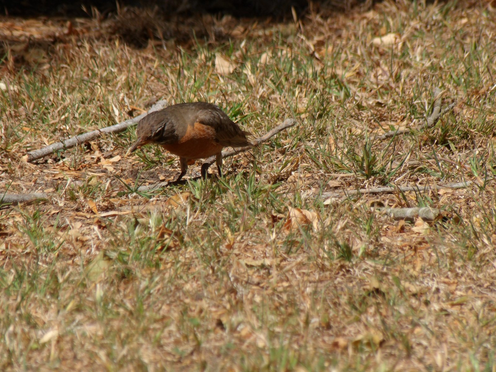 American Robin photographed by Mark Curtis