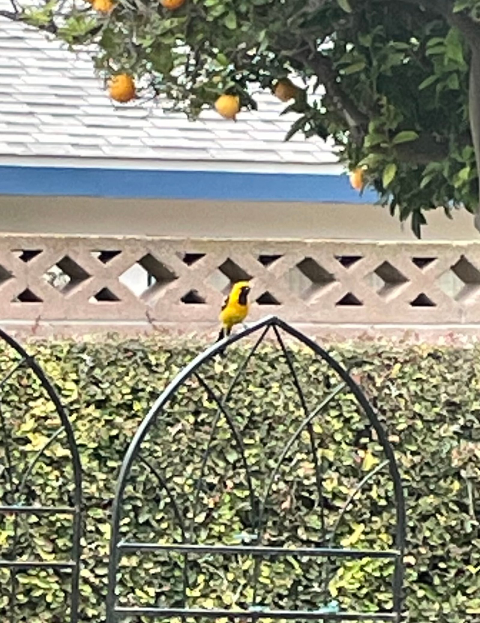 Hooded Oriole photographed by Mark Curtis