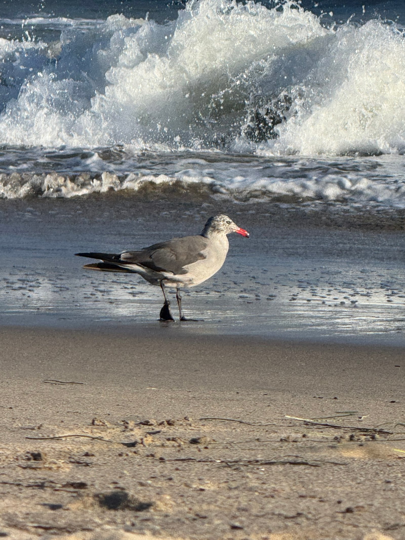 Heermann's Gull photographed by Mark Curtis