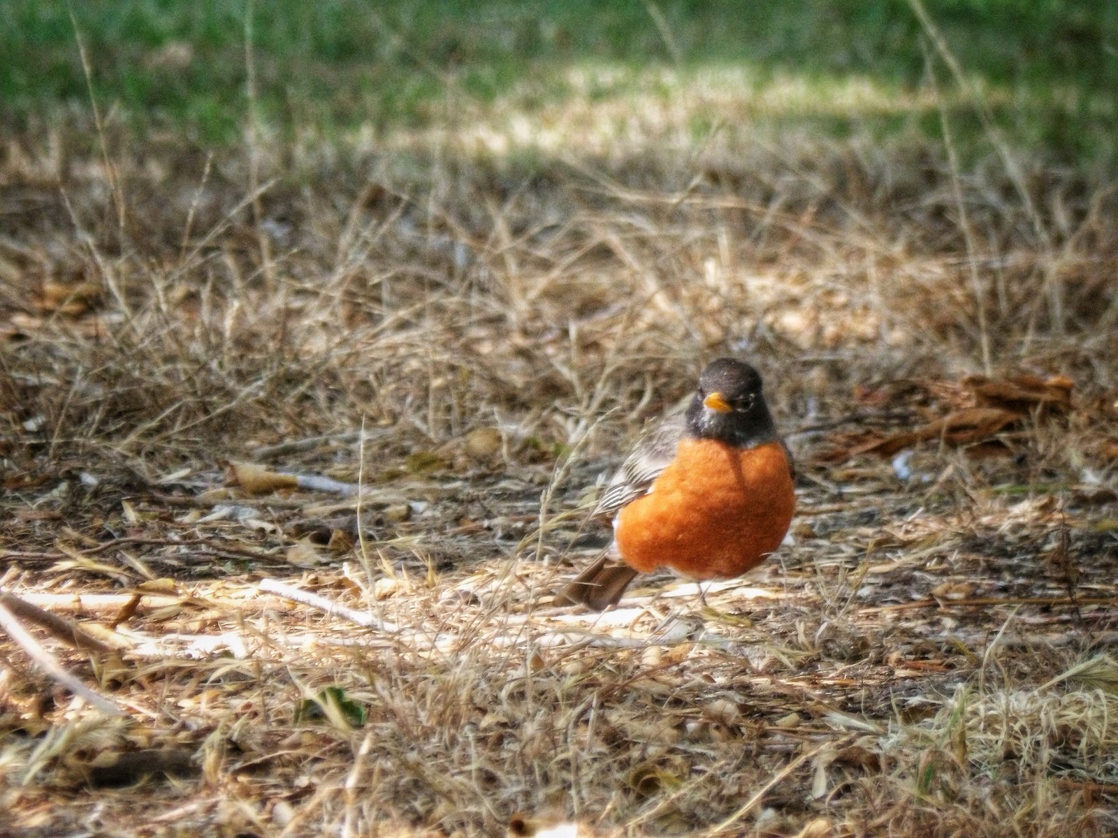 American Robin photographed by Mark Curtis