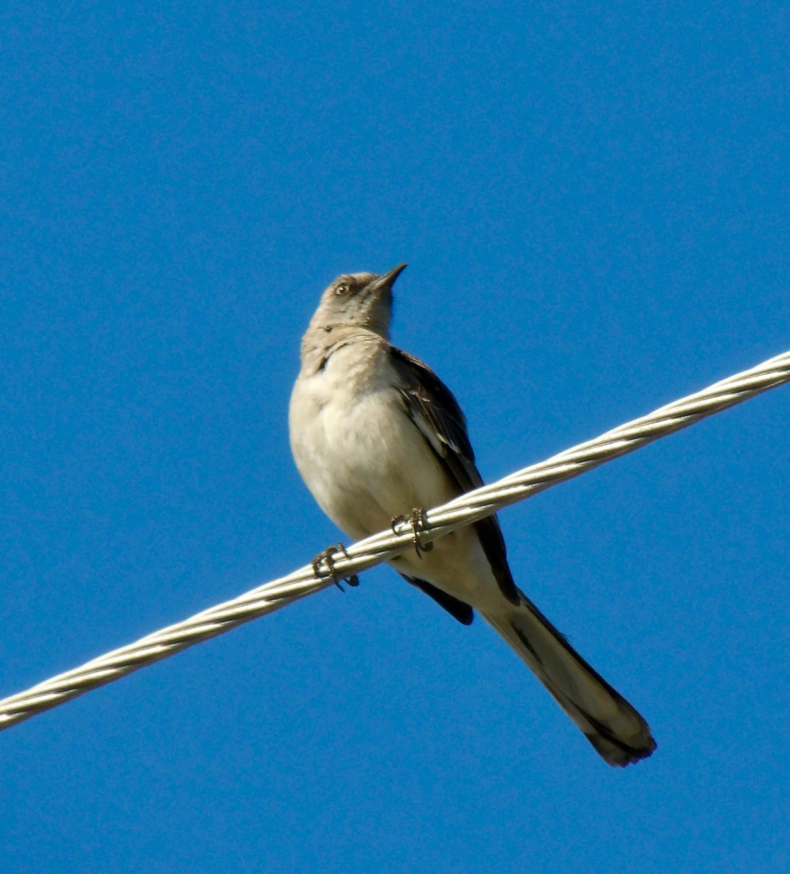 Northern Mockingbird photographed by Mark Curtis