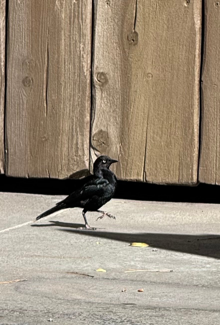 Brewer's Blackbird photographed by Mark Curtis