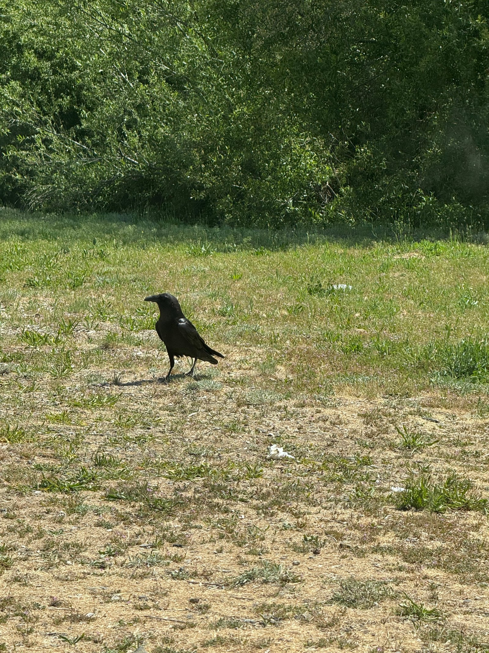 Common Raven photographed by Mark Curtis
