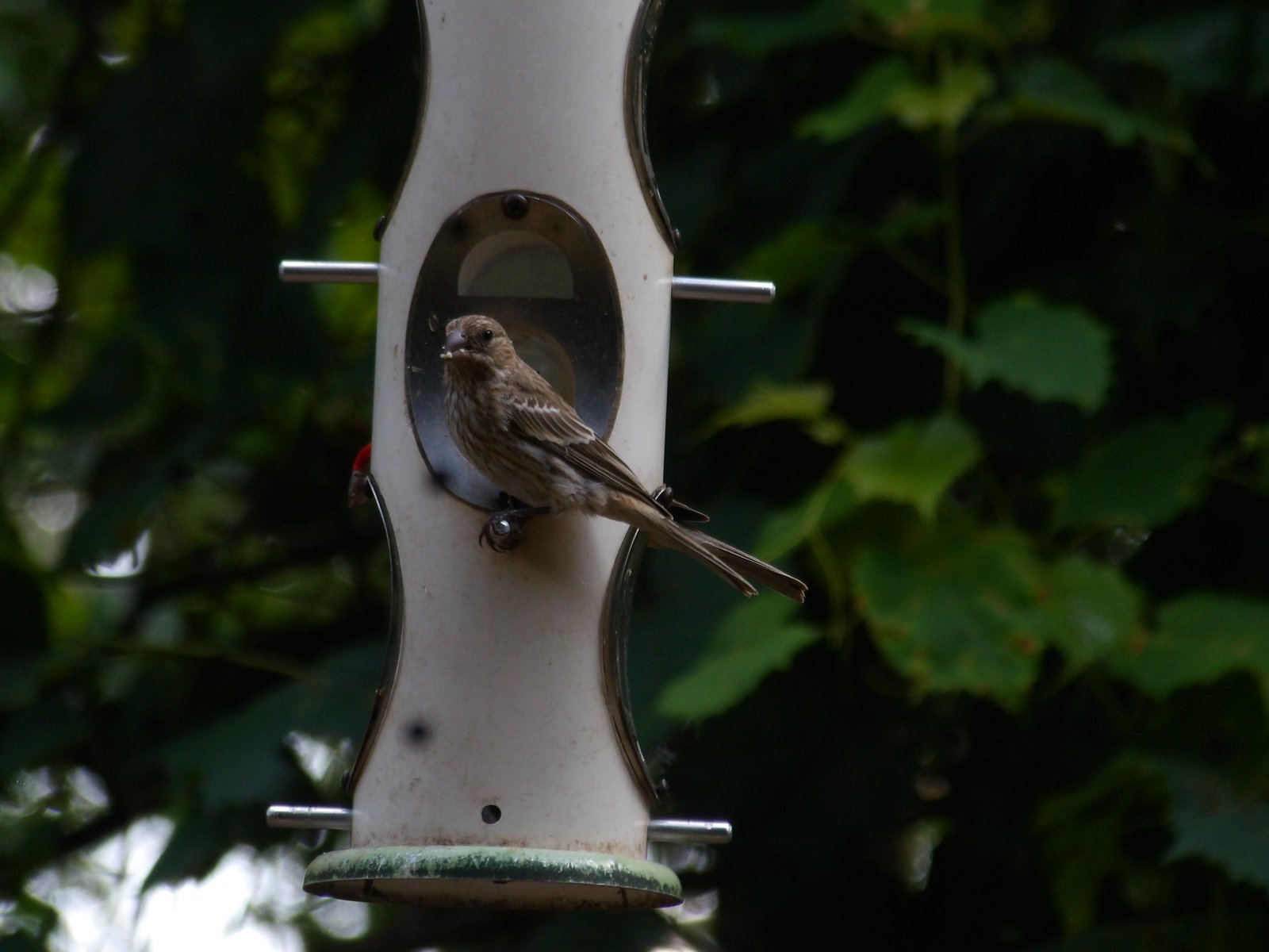 House Finch photographed by Mark Curtis
