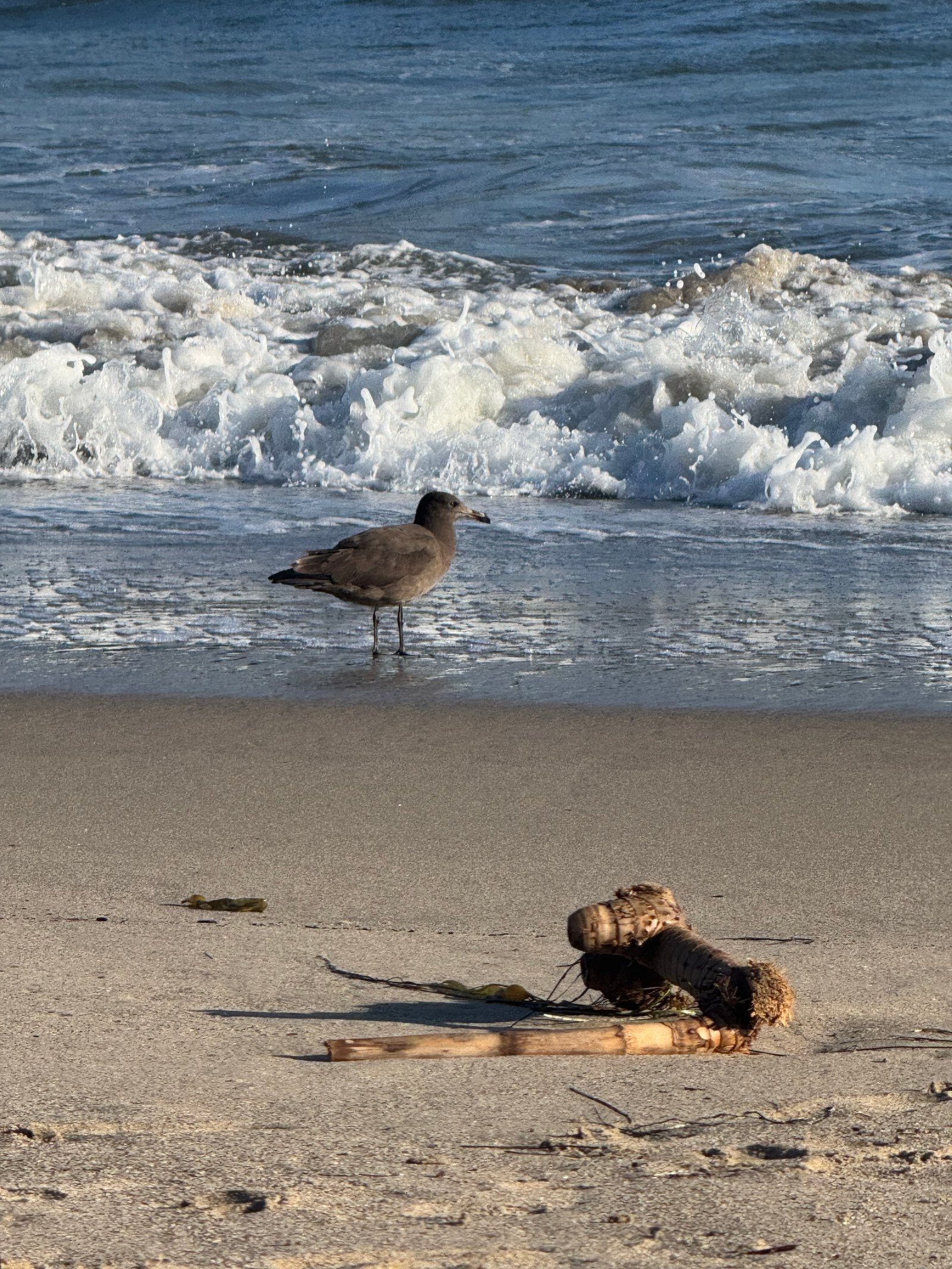 Heermann's Gull photographed by Mark Curtis
