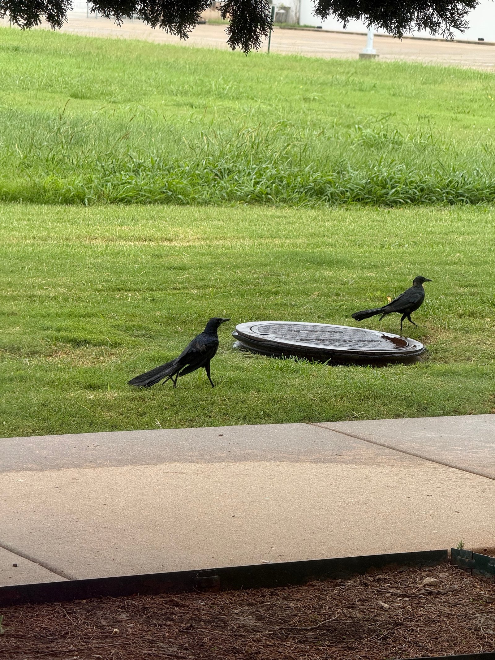 Great-tailed Grackle photographed by Mark Curtis