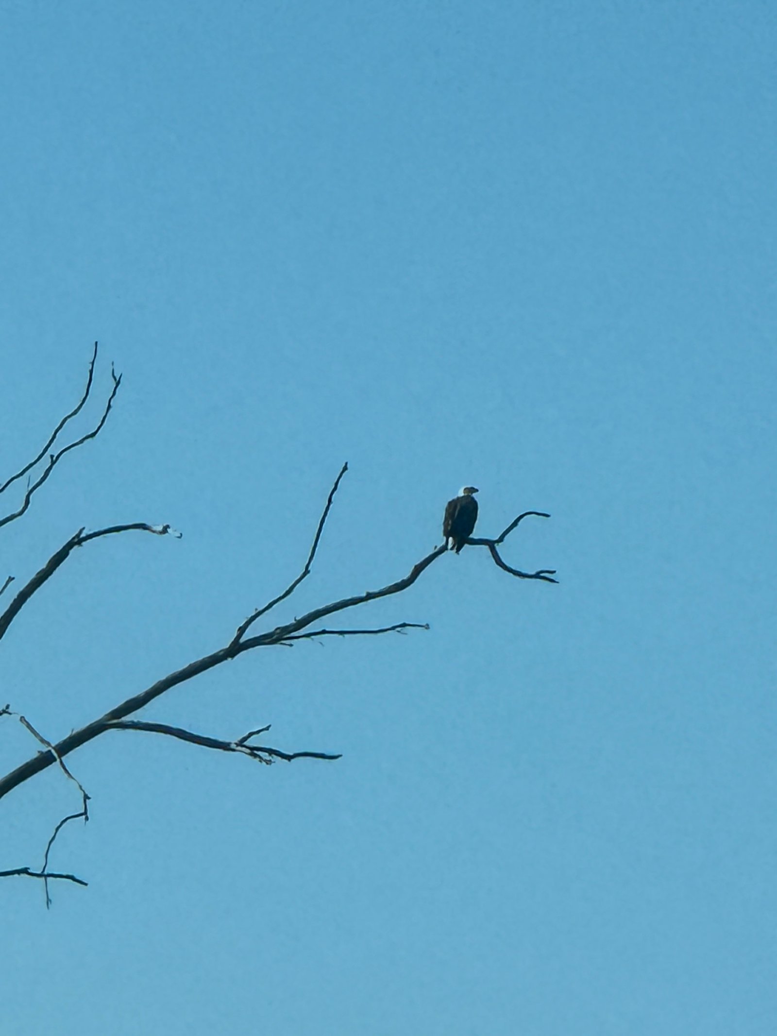 Bald Eagle photographed by Mark Curtis