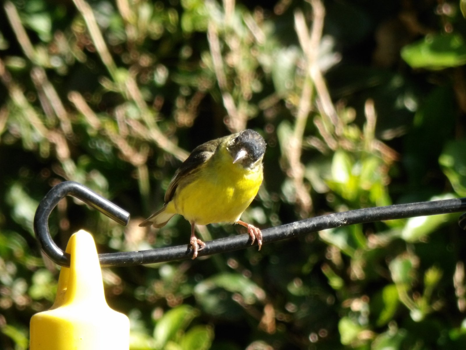 Lesser Goldfinch photographed by Mark Curtis