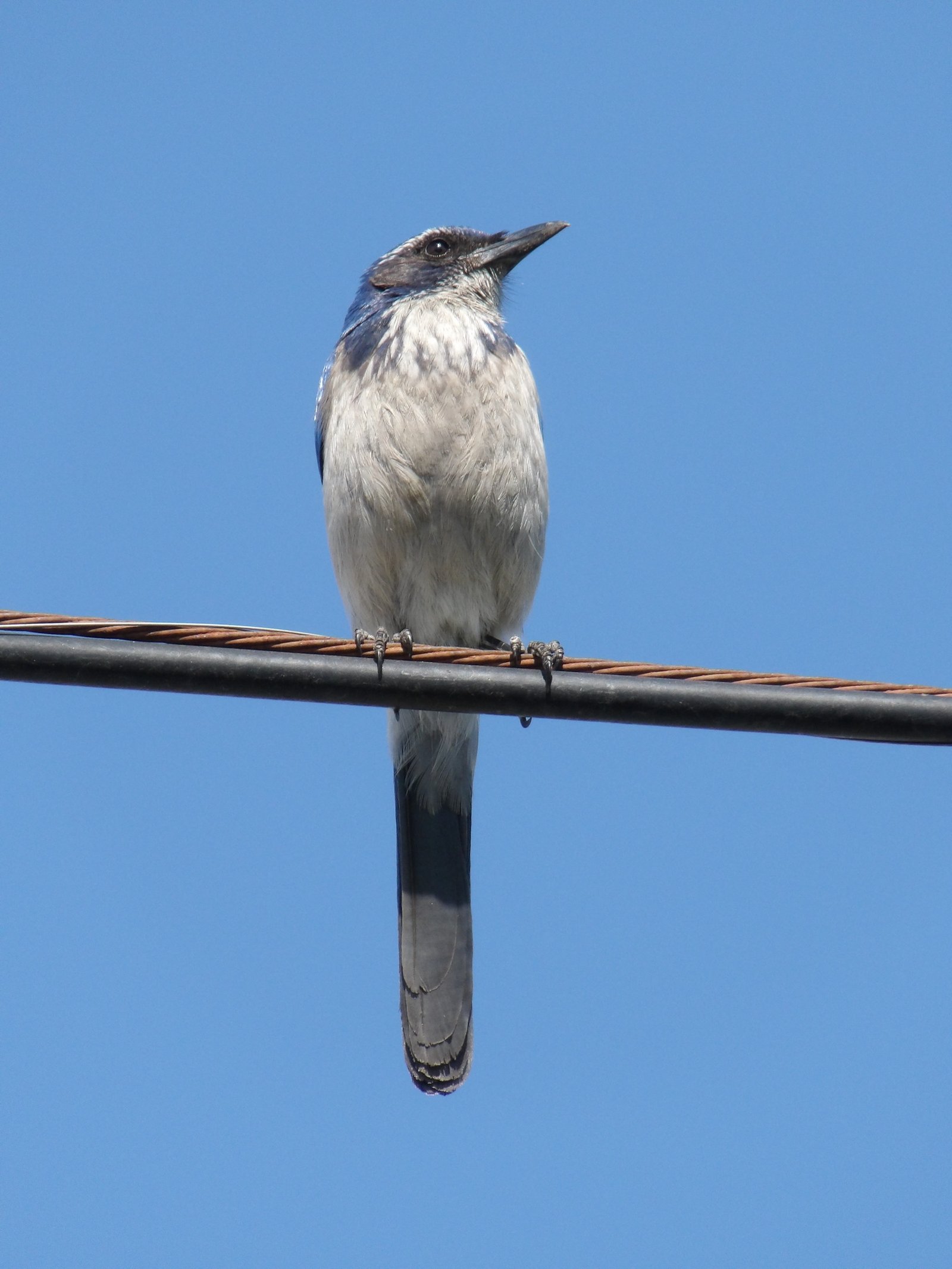 California Scrub Jay photographed by Mark Curtis