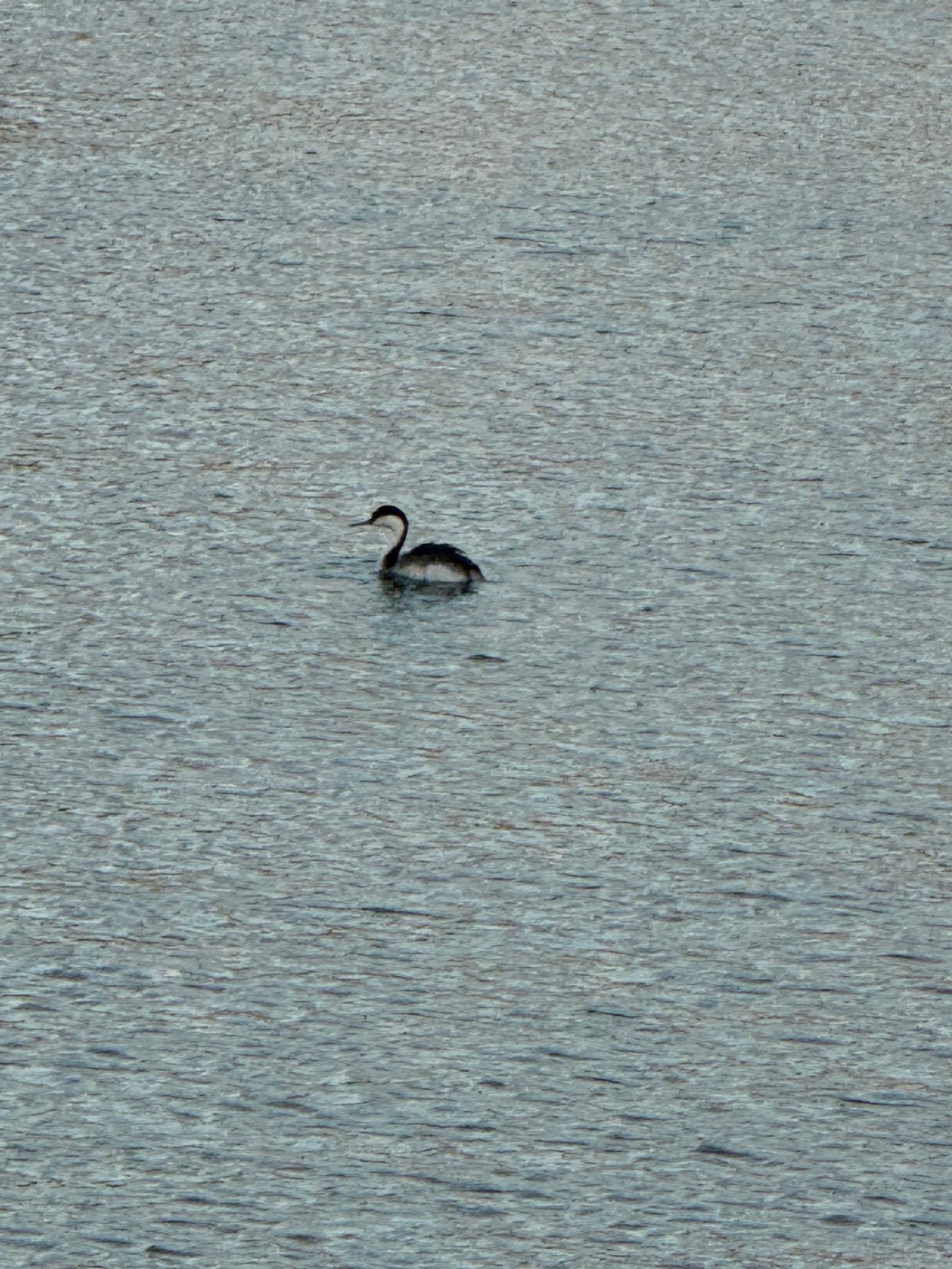 Western Grebe photographed by Mark Curtis