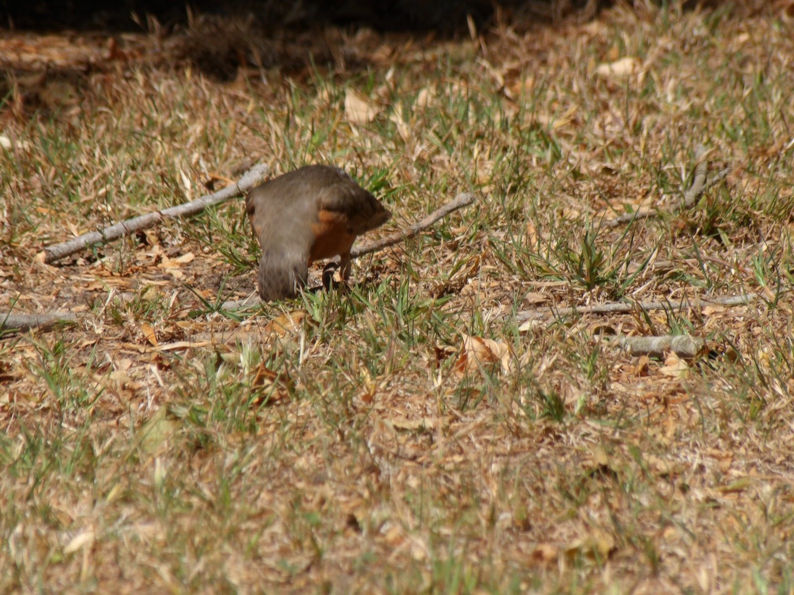 American Robin photographed by Mark Curtis