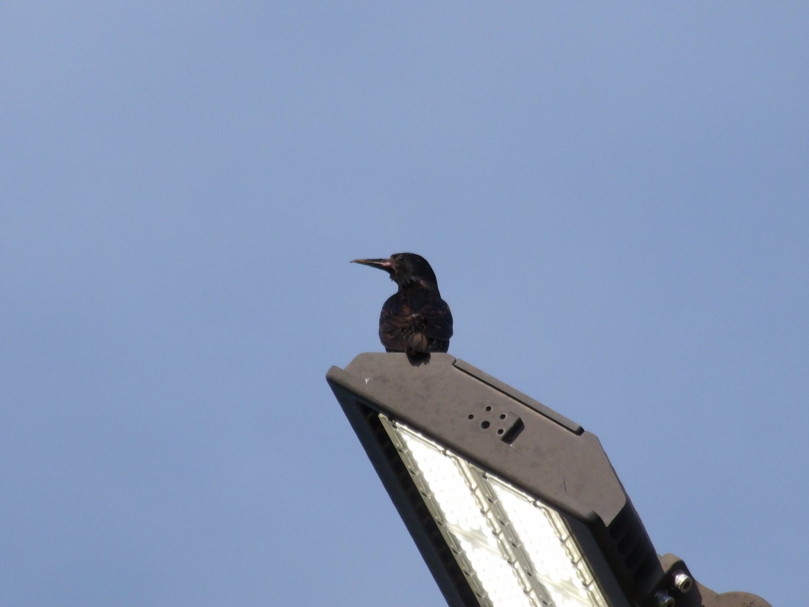 Common Starling photographed by Mark Curtis